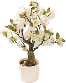 Drzewko Wiśnia Sakura w doniczce 50 cm