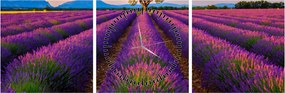 Obraz - Pole lawendy (z zegarem) (90x30 cm)