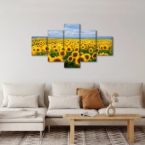 Obraz pola słoneczników (125x70 cm)