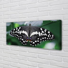 Duży obraz na płótnie Kolorowy Motyl na Liściach