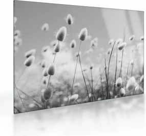 Obraz na szkle - Trawa z ogonkiem króliczka Boho (70x50 cm)
