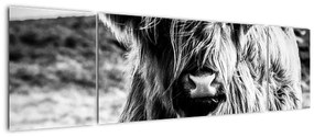 Obraz - Highland - szkocka krowa (170x50 cm)