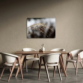 Obraz na szkle kropli na roślinie (70x50 cm)