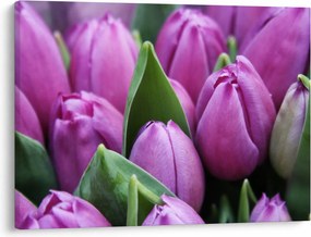 Obraz - kwiaty tulipanów (70x50 cm)