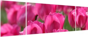 Obraz - Różowe tulipany (170x50 cm)
