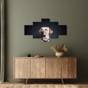 Obraz labradora (125x70 cm)