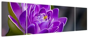 Obraz kwiatu (170x50 cm)