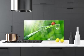 Panel Szklany do Kuchni Mała Biedronka Na Źdźble