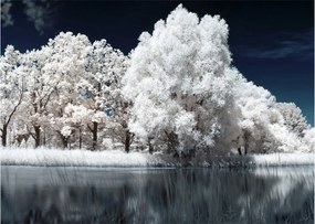 Obraz - Śnieżnobiałe drzewa (70x50 cm)