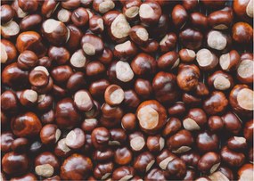 Obraz na szkle - Dojrzałe kasztany (70x50 cm)