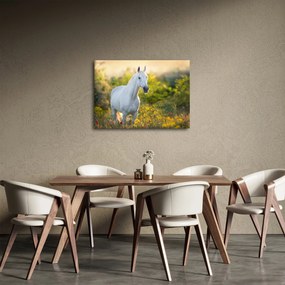 Obraz białego konia na łące (70x50 cm)