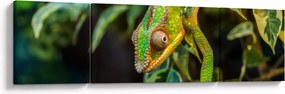 Obraz kameleona (170x50 cm)