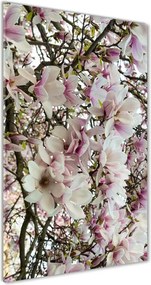 Foto obraz na szkle Kwiaty magnolii