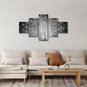 Obraz - Biały paw (125x70 cm)