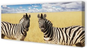 Obraz drukowany na płótnie Zebry na Polu