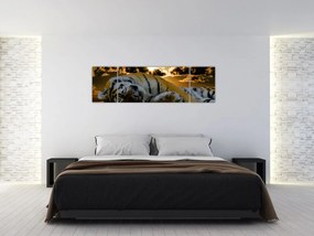 Obraz śpiącego tygrysa (170x50 cm)