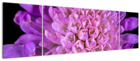Szczegółowy obraz kwiatu (170x50 cm)