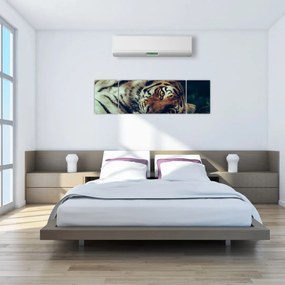 Obraz - tygrys syberyjski (170x50 cm)