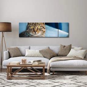 Obraz - Kot domowy (170x50 cm)