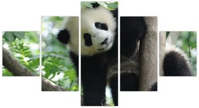 Obraz - Panda na drzewie (125x70 cm)
