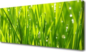 Obraz canvas Naturalny Urok Trawy