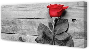 Obraz na płótnie Pojedyncza Czerwona Róża