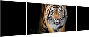 Obraz - Tygrys (170x50 cm)