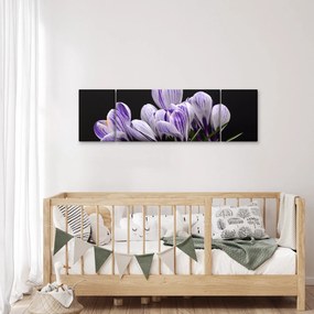 Obraz - Fioletowe krokusy (170x50 cm)