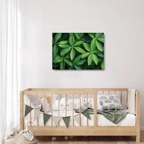 Obraz na szkle - Liście z kroplami rosy (70x50 cm)