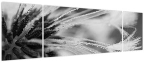 Obraz - Makro, czarno - biały (170x50 cm)