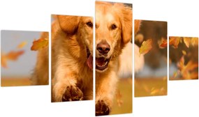 Obraz - Golden Retriever (125x70 cm)