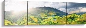 Obraz plantacji (170x50 cm)
