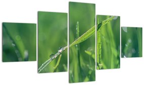 Obraz kropli rosy (125x70 cm)