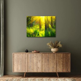 Obraz - Wiosenne przebudzenie lasu (70x50 cm)