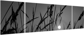 Obraz - Łąka z zachodem słońca (170x50 cm)