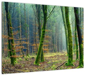 Obraz na szkle - las (70x50 cm)