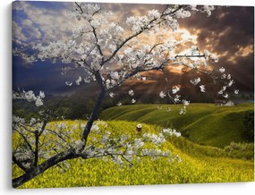 Obraz - Kwitnące drzewo w krajobrazie (70x50 cm)