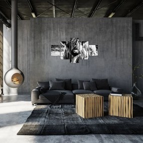 Obraz - Highland - szkocka krowa (125x70 cm)