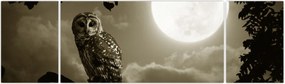 Obraz - Nocna sowa, złoty (170x50 cm)