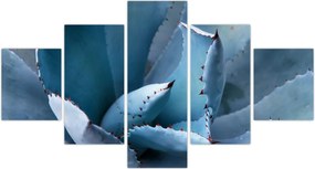 Obraz - Agawa (125x70 cm)