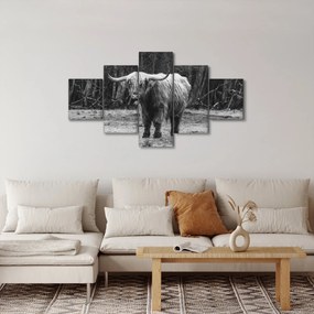 Obraz - Szkocka krowa 3, czarno - biały (125x70 cm)