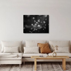 Obraz na szkle - Trawa bawełniana na łące (70x50 cm)