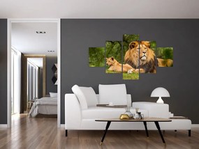 Obraz lwów (125x70 cm)
