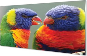 Panel szklany do Kuchni Barwny Świat Egzotycznych Ptaków