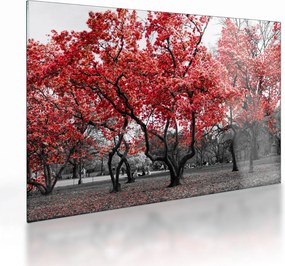 Obraz na szkle - Czerwone drzewa, Central Park, New York (70x50 cm)
