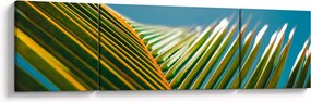 Obraz - Detal liścia palmowego (170x50 cm)