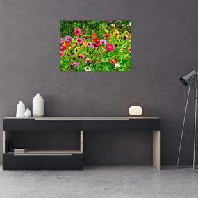 Obraz kwiatów polnych (70x50 cm)