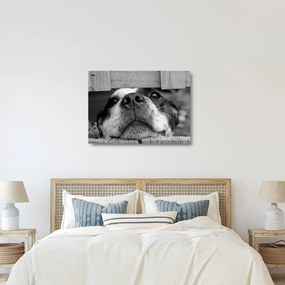 Obraz na szkle psa (70x50 cm)