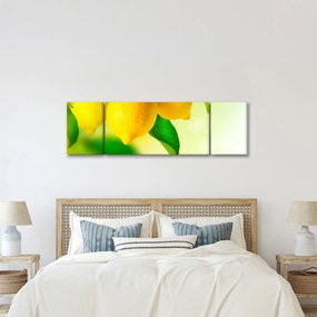 Obraz cytryn (170x50 cm)