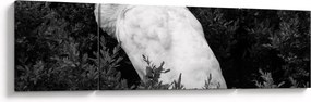 Obraz - Paw, czarno - biały (170x50 cm)